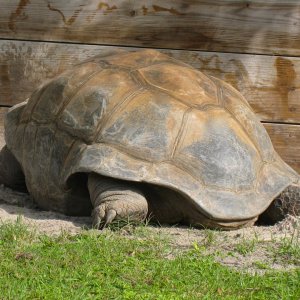 ALDABRA BREEDER