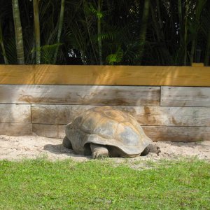 ALDABRA BREEDER