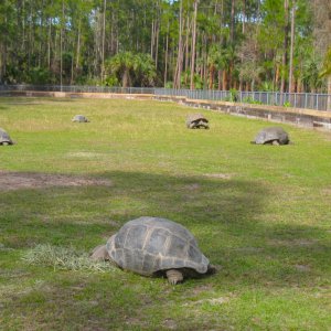 ALDABRA BREEDER