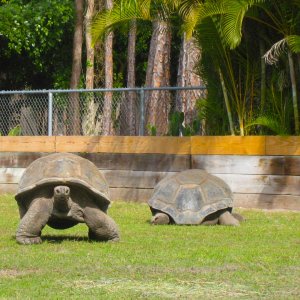 ALDABRA BREEDER