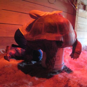 ALDABRA BREEDER