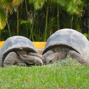 ALDABRA BREEDER