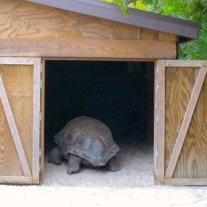 ALDABRA BREEDER