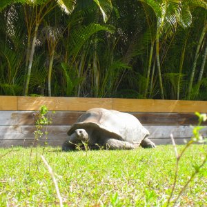 ALDABRA BREEDER
