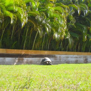 ALDABRA BREEDER