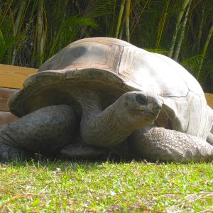 ALDABRA BREEDER