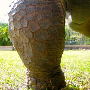 ALDABRA BREEDER