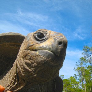 ALDABRA BREEDER