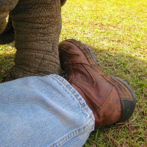 ALDABRA BREEDER