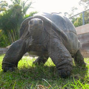 ALDABRA BREEDER