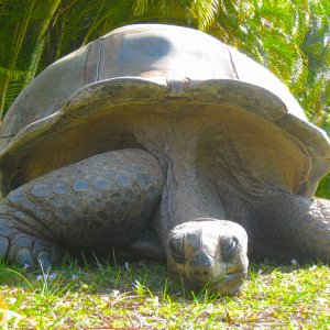ALDABRA BREEDER