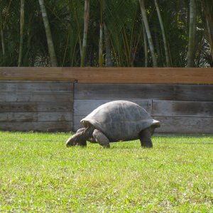 ALDABRA BREEDER