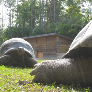 ALDABRA BREEDER