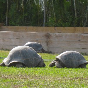 ALDABRA BREEDER