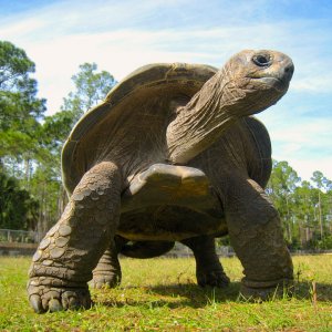 ALDABRA BREEDER