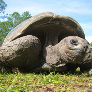 ALDABRA BREEDER