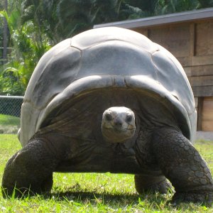 ALDABRA BREEDER