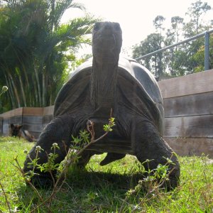 ALDABRA BREEDER