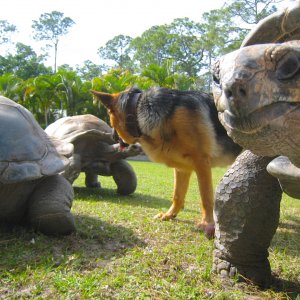 ALDABRA BREEDER