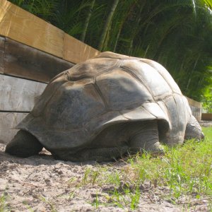 ALDABRA BREEDER