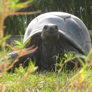 ALDABRA BREEDER