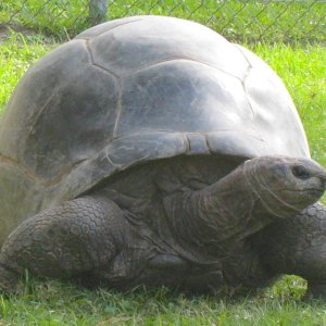 ALDABRA BREEDER