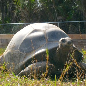ALDABRA BREEDER