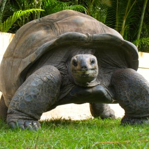 ALDABRA BREEDER
