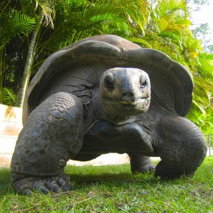 ALDABRA BREEDER