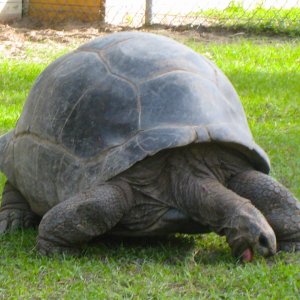 ALDABRA BREEDER