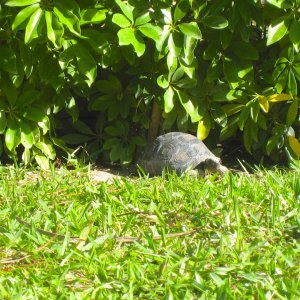 ALDABRA BREEDER