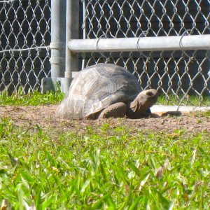 ALDABRA BREEDER