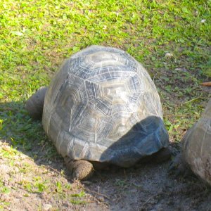 ALDABRA BREEDER
