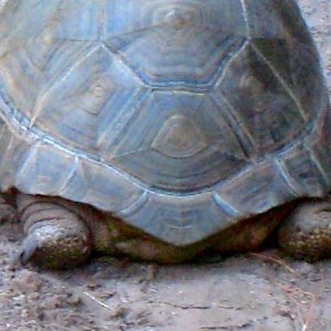 ALDABRA BREEDER