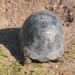 ALDABRA BREEDER