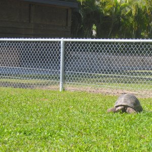 ALDABRA BREEDER