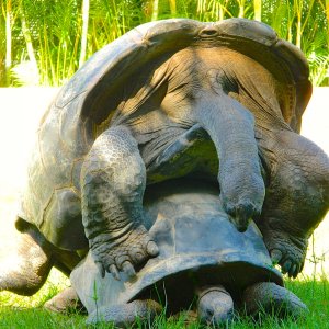 ALDABRA BREEDER
