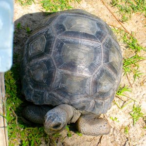ALDABRA BREEDER