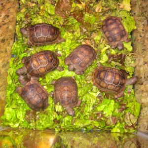 ALDABRA BREEDER
