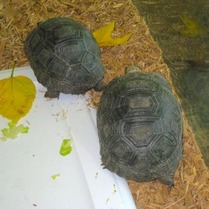 ALDABRA BREEDER