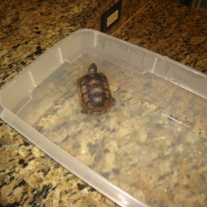 ALDABRA BREEDER