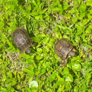 ALDABRA BREEDER