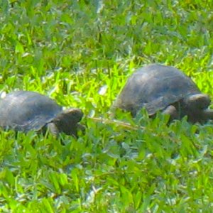 ALDABRA BREEDER