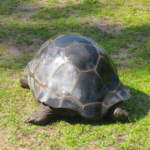 ALDABRA BREEDER