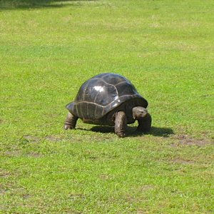 ALDABRA BREEDER