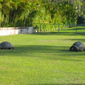 ALDABRA BREEDER