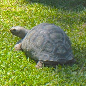 ALDABRA BREEDER