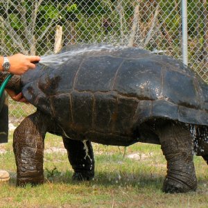 ALDABRA BREEDER