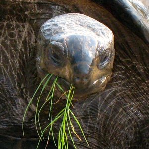 ALDABRA BREEDER