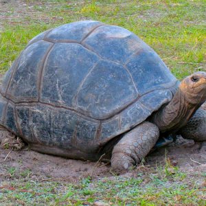 ALDABRA BREEDER